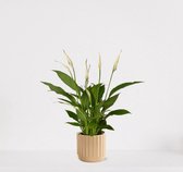 Spathiphyllum in sierpot Liam Vanille – witte kamerplant – luchtzuiverende lepelplant - ↕35-50cm - Ø13 – geleverd met plantenpot – vers uit de kwekerij