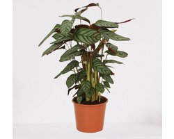 Calathea Compactstar – luchtzuiverende kamerplant – pauwenplant – living plant - ↕55-70cm - Ø17 – in kwekerspot – vers uit de kwekerij