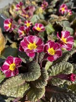 6 x Primula 'Dark Rosaleen' - Sleutelbloem - P9 Pot (9 x 9cm) - Dima Vaste Planten