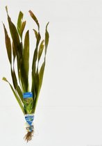 Moerings Aquariumplanten - 10 x Vallisneria giganthea (Los)