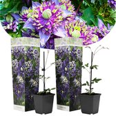 Plant in a Box - Set van 2 Clematis "Taiga" - Pot ⌀9cm - Hoogte ↕ 25-30cm - Winterhard - Klimplanten - Tuinplanten
