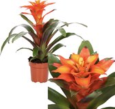 Breasy Bromelia Guzmania Fiero Oranje | tropisch bloeiende kamerplant| 1 stuks | Ø12cm |  35-50 cm