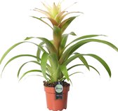 Breasy Bromelia Guzmania Deseo Wit | tropisch bloeiende kamerplant| 1 stuks | Ø12cm |  35-50 cm