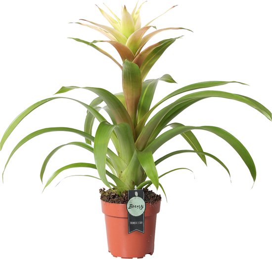 Breasy Bromelia Guzmania Deseo Wit | tropisch bloeiende kamerplant| 1 stuks | Ø12cm | ↕ 35-50 cm