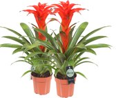 Breasy Bromelia Guzmania Calypso | tropisch bloeiende kamerplant| 2 stuks | Ø12cm |  35-50 cm
