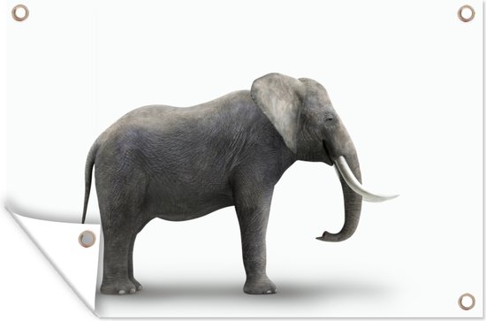Décoration murale Eléphant sur fond blanc - 180x120 cm - Poster jardin - Toile jardin