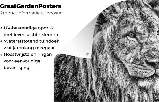 Affiche de jardin Lion en hiver 60x40 cm - Photo sur affiche de jardin / Peintures pour l'extérieur (décoration de jardin)
