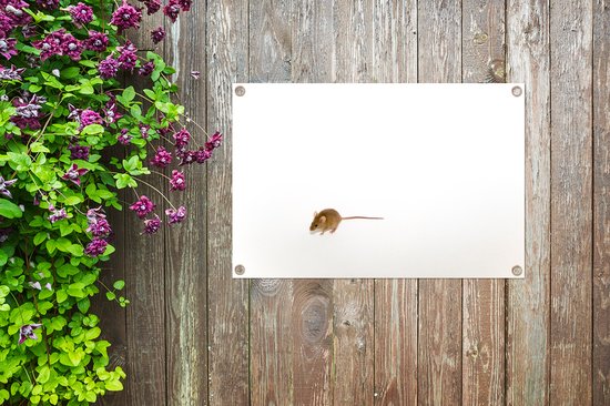 Affiche de jardin Souris devant un fond blanc toile en vrac 90x60 cm - Toile de jardin / Toile d'extérieur / Peintures d'extérieur (décoration de jardin)
