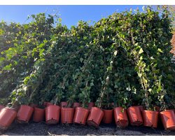Tropictrees - Klimop - Hedera - Hoogte 200-220 cm - Groenblijvend