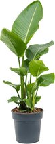 Plantenwinkel Strelitzia Nicolai XXS 100 cm kamerplant