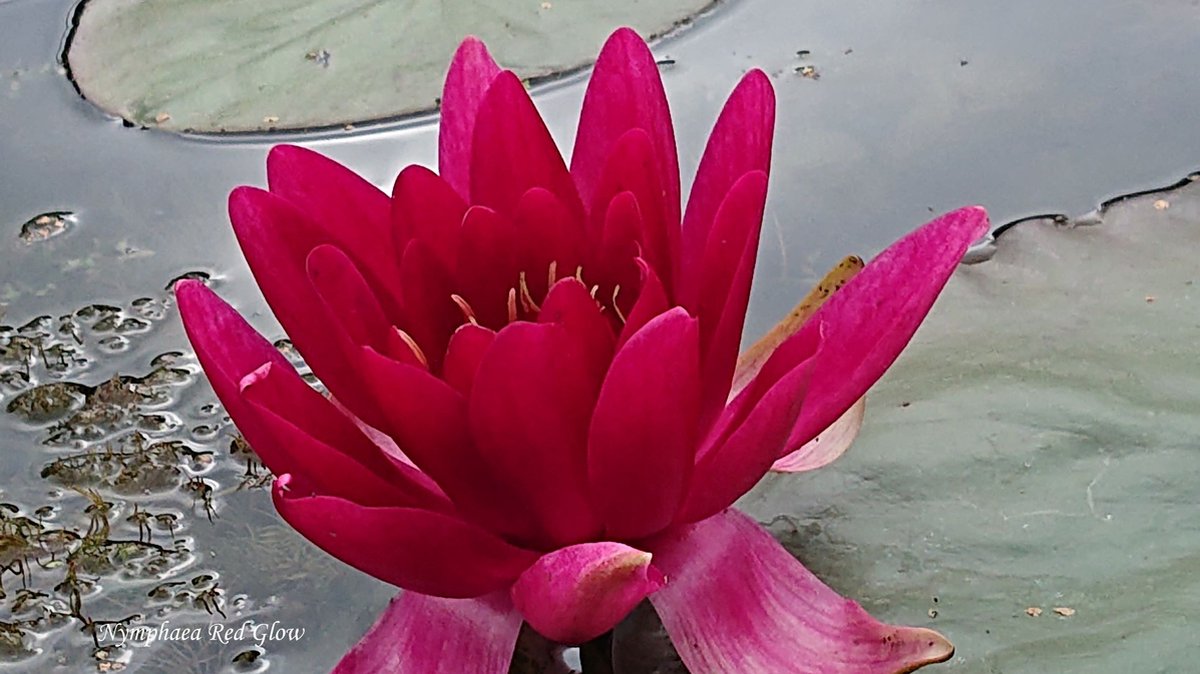 Waterlelie Nymphaea Red Glow (donkerrode waterlelie)- Vijverplant- Vijverklaar opgeplant in een mand van 19 x 19 cm - Lang bloeiende, middelgrote, donker-rode waterlelie - Vijverplanten Webshop