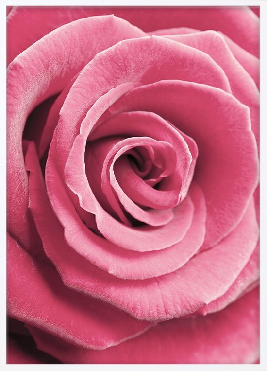 Poster Met Lijst - Roze Roos Poster (21x30cm)