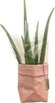 de Zaktus - cactus - Euphorbia Ingens Variegata - UASHMAMA® paperbag bruin - maat XL