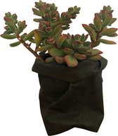 de Zaktus - Crassula - vetplant - paper bag donker grijs - Maat XL
