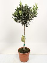 Kamerplant van Botanicly – Olijf boom – Hoogte: 60 cm – Olea europeae