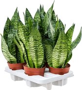 Kamerplanten van Botanicly – 4 × Vrouwentongen – Hoogte: 40 cm – Sansevieria Zeylanica