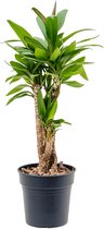 Kamerplant van Botanicly – Cordyline Fruticosa Glauca – Hoogte: 55 cm