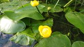 Gele plomp (Nuphar luteum)- Vijverplant- Bekende onderwaterplant met mooie groene drijfbladeren- Vijverklaar opgeplant in een mand van 19 x 19 cm - Lang bloeiend met gele bloemen - Vijverplanten Webshop