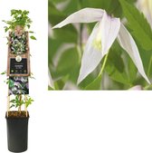 Klimplant Clematis Willy - Roze Bosrank