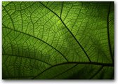MN Collections - Schilderij - Flower Photography. - Zwart En Groen - 110 X 80 Cm