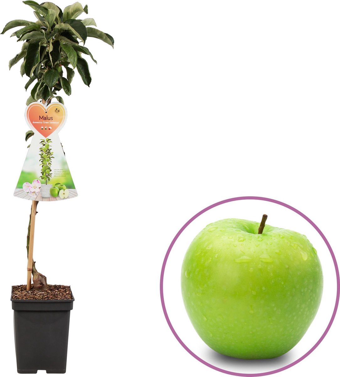 Appelboom - zuilfruitboom, Malus domestica Green Sensation, 70-95 cm, winterhard, zelfbestuivend