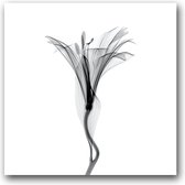 MN Collections - Schilderij - Flower Photography. - Zwart, Wit En Grijs - 80 X 80 Cm