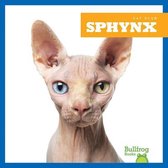 Cat Club- Sphynx