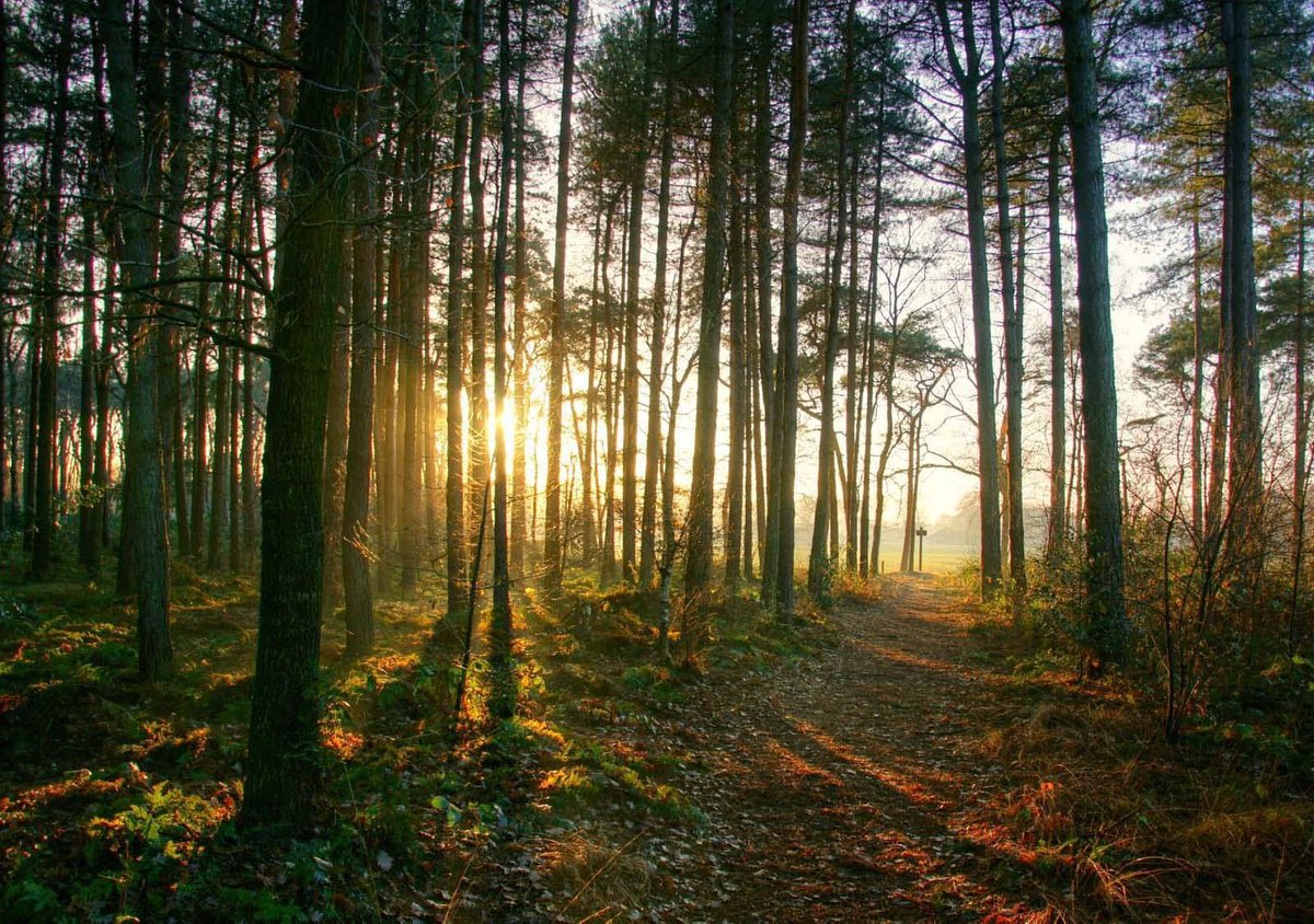 Tuinposter - Zon op het bos pad 140 x 80 cm (DSC06857) Tuindoek /Schilderijen voor buiten / Tuin decoratie / PVC doek