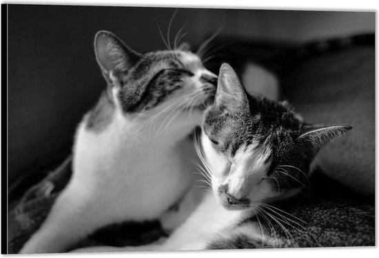 Dibond –Twee Katten Zwart - Wit– 150x100 Foto op Aluminium (Wanddecoratie van metaal)