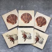 Onderzetters 3x2 schelpen. Set van 6. 10x10 cm.