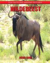 Wildebeest