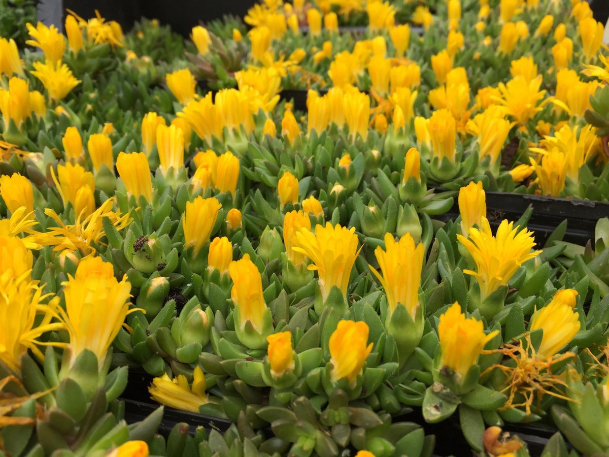 6 x Delosperma congestum - IJsbloem - P9 Pot (9x 9cm) - Dima Vaste Planten