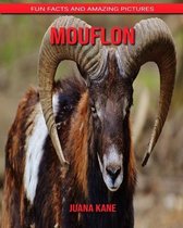 Mouflon