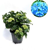 Hortensia blauw - 15-20 cm hoog - Ø17cm - 1 plant
