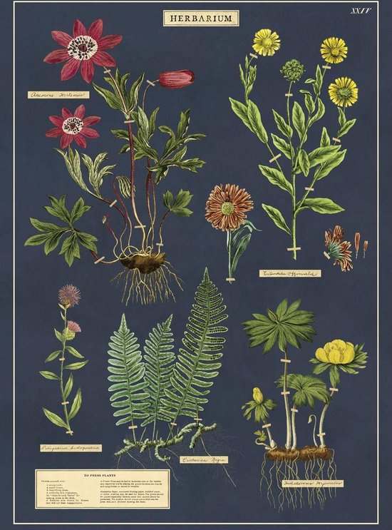Poster Herbarium - Cavallini & Co - Schoolplaat Planten / Bloemen
