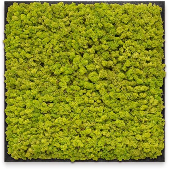 Mosschilderij 60cm x 60cm - rendiermos kleur: Spring Green - lijst: zwart hout