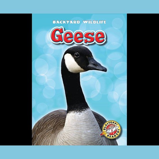 Geese - cover