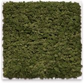 Mosschilderij 60cm x 60cm - rendiermos kleur: Moss Green - lijst: wit hout