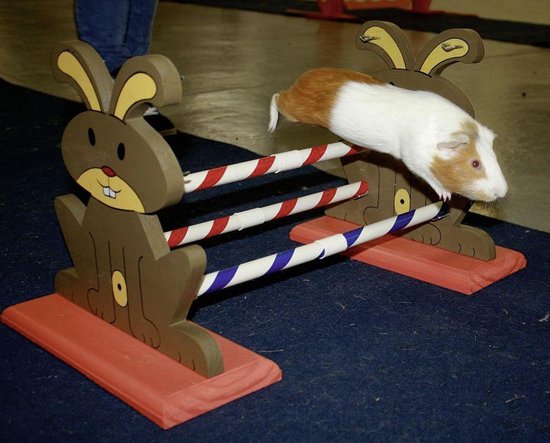 Agility Voor De Hond – Agility Set Met opbergtas – Hondentunnel