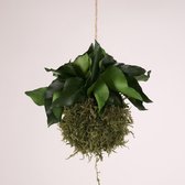Onderhoudsvrije Kokedama - moskleur: Moss Green - afm. 9 cm - klimop
