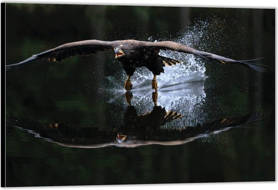 Dibond –Vogel op het Water– 150x100 Foto op Aluminium (Wanddecoratie van metaal)