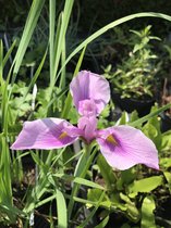 6 x Iris laevigata 'Rose Queen' - Japanse Lis - P9 Pot (9 x 9cm) - Dima Vaste Planten