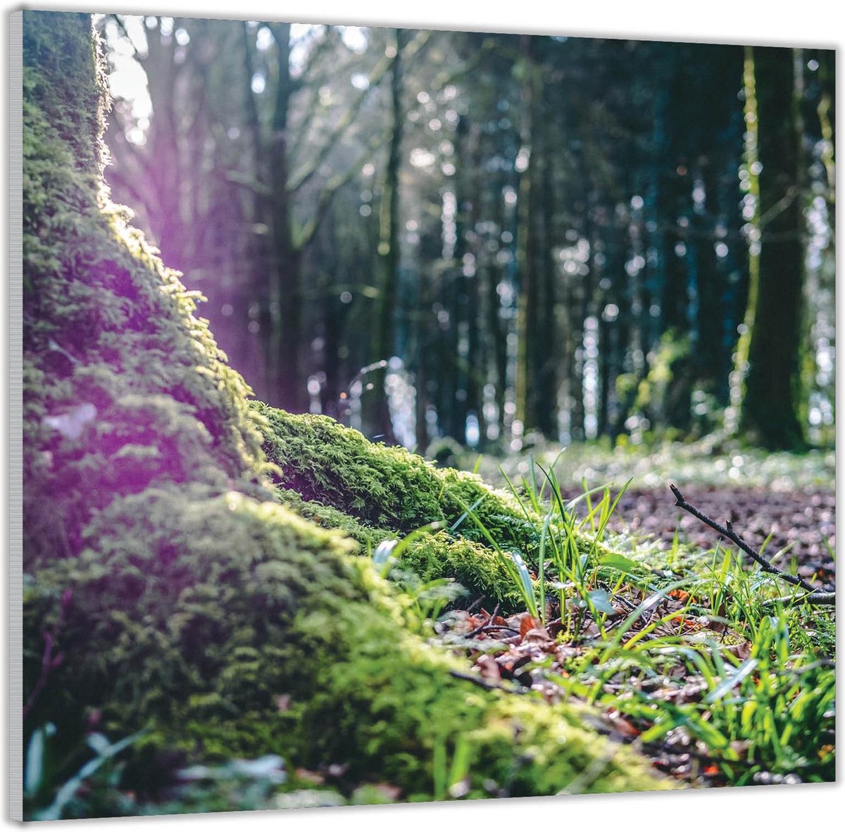Acrylglas –Begroeide Boomstam– 80x80 (Wanddecoratie op Acrylglas)