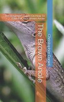 The Brown Anole