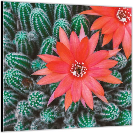 Dibond –Rode Bloem Tussen Cactussen– 50x50 Foto op Aluminium (Wanddecoratie van metaal)