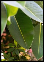 Poster Ficus - 30x40cm met Fotolijst – Natuur Poster – Ingelijst