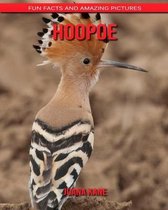 Hoopoe