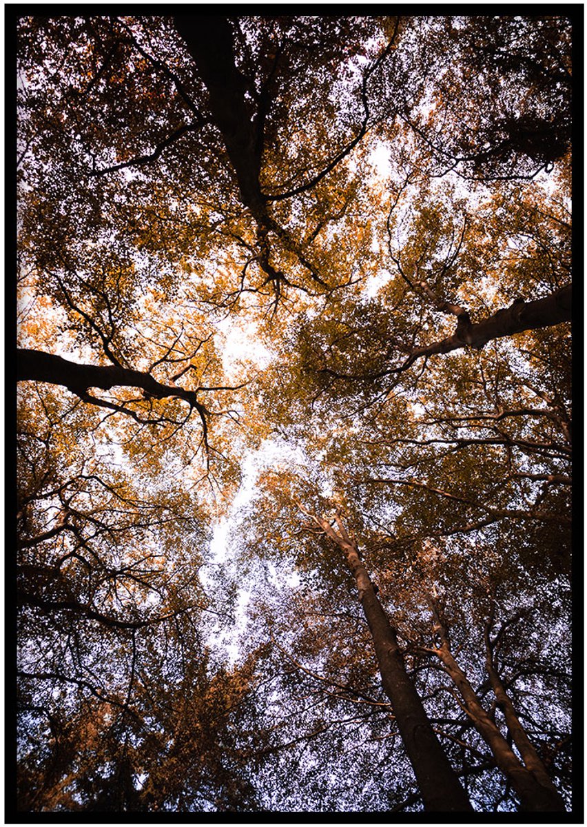 Poster Bladerdak- 30x40cm met Fotolijst – Natuur Poster – Ingelijst