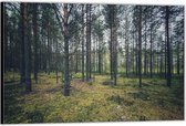 Dibond –Bomen in het Bos– 120x80 Foto op Aluminium (Wanddecoratie van metaal)