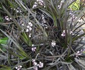 Ophiopogon plan. 'Niger' slangenbaard, zwart gras, bodembedekker lila bloem, pot gekweekt in een 9 cm pot voor tuin terras en balkon.